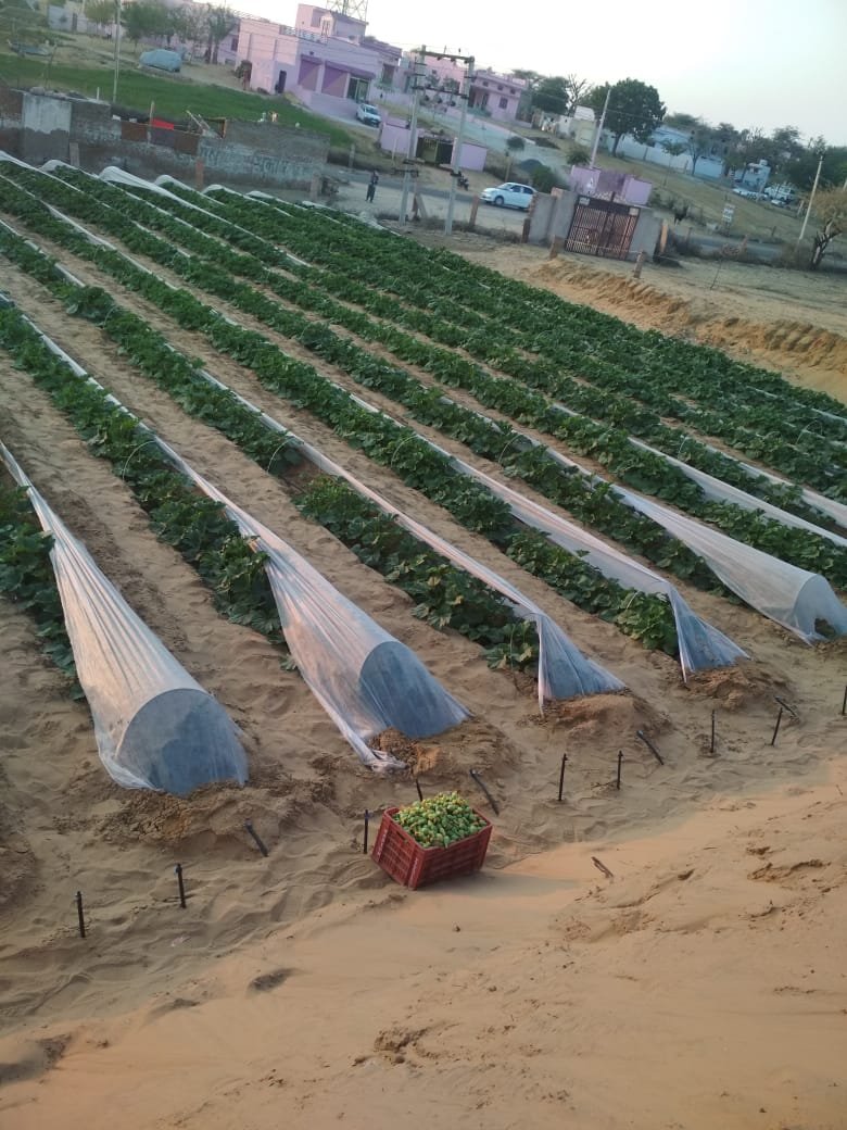 Protected cultivation polyhouse farming