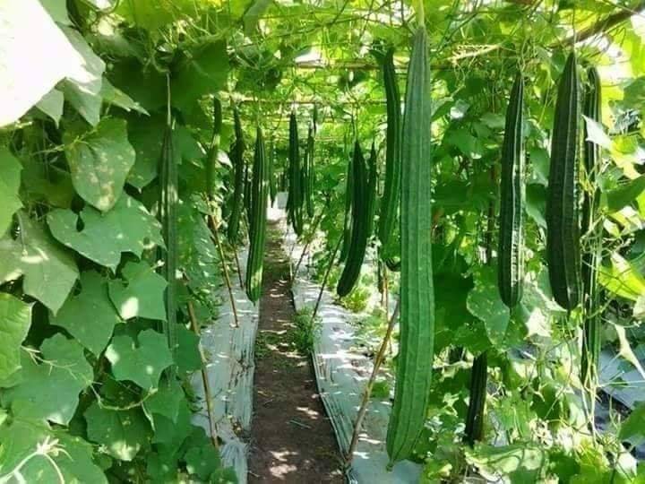 Soil health management organic farming