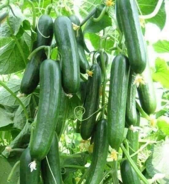 Organic Papaya cultivation