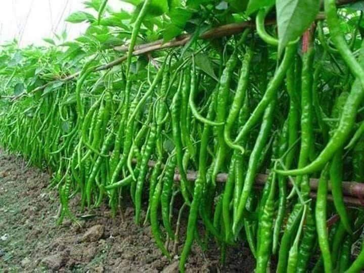 Organic vegetable farming in Rajasthan