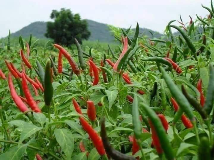 Vegetable cultivation