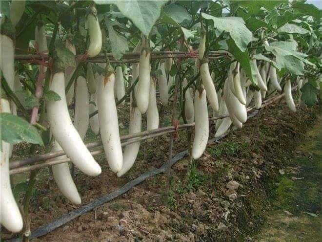 Organic Watermelon farming