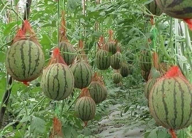 Organic Citrus fruit farming