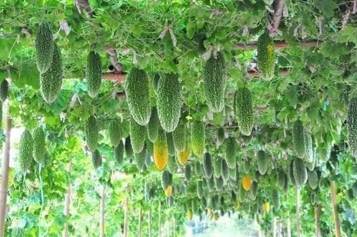 Organic Guava production