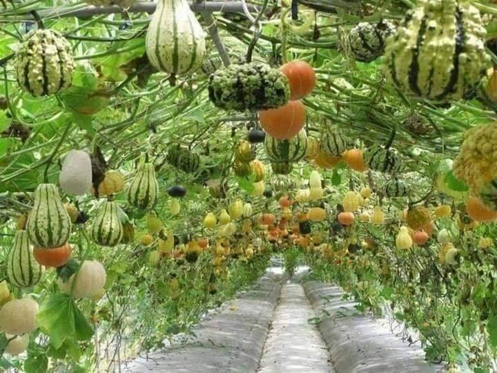 Healthy organic crops