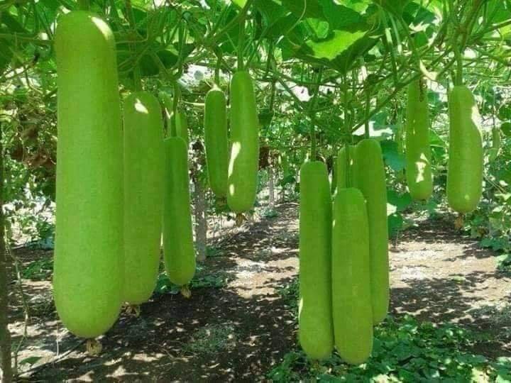 Organic crops growing naturally