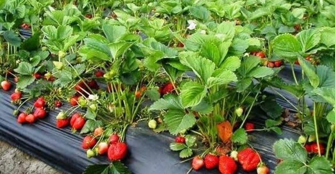 Chemical-free produce