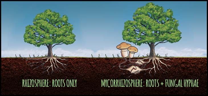 Earthworms soil life biology farming